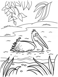 Pelican coloring page - picture 16