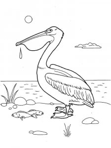 Pelican coloring page - picture 4