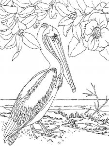 Pelican coloring page - picture 5