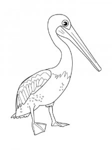 Pelican coloring page - picture 7