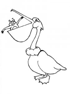 Pelican coloring page - picture 8