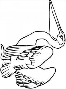 Pelican coloring page - picture 9