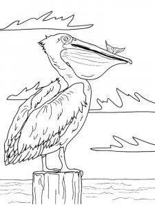 Pelican coloring page - picture 19