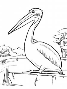 Pelican coloring page - picture 22