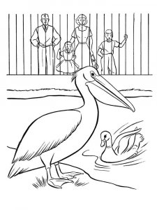 Pelican coloring page - picture 26