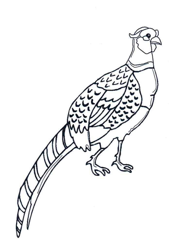 Pheasant coloring pages. Download and print Pheasant coloring pages