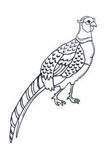 Pheasant coloring page 1 - Free printable