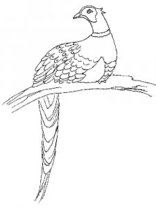 Pheasant coloring page 10 - Free printable