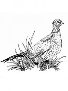 Pheasant coloring page 12 - Free printable