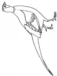 Pheasant coloring page 2 - Free printable