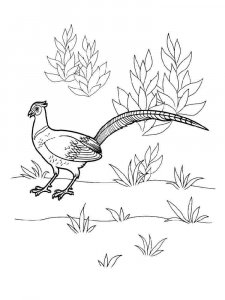 Pheasant coloring page 4 - Free printable