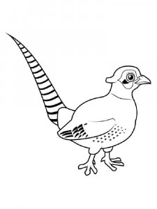 Pheasant coloring page 5 - Free printable