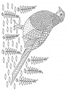 Pheasant coloring page 14 - Free printable