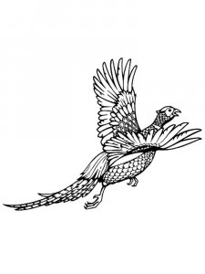 Pheasant coloring page 15 - Free printable