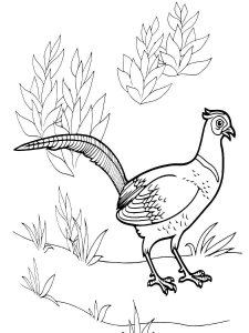 Pheasant coloring page 16 - Free printable