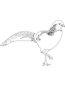 Pheasant coloring page 18 - Free printable