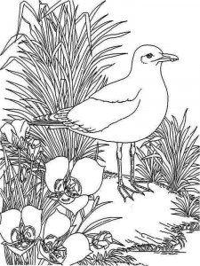 Seagull coloring page 11 - Free printable