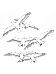 Seagull coloring page 13 - Free printable