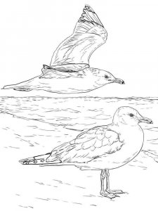 Seagull coloring page 14 - Free printable