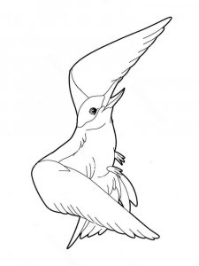 Seagull coloring page 3 - Free printable