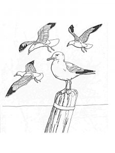 Seagull coloring page 4 - Free printable