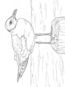 Seagull coloring page 6 - Free printable