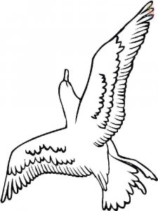 Seagull coloring page 8 - Free printable