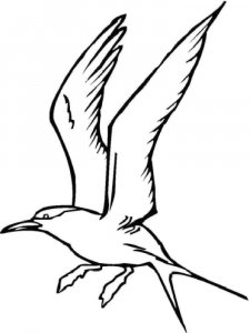 Seagull coloring page 9 - Free printable