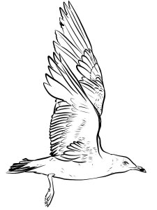 Seagull coloring page 27 - Free printable