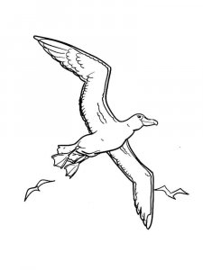 Seagull coloring page 20 - Free printable