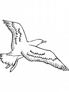 Seagull coloring page 24 - Free printable