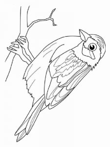 Sparrow coloring page 8 - Free printable