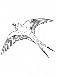 Swallow coloring page 25 - Free printable