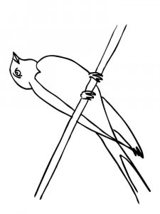 Swallow coloring page 1 - Free printable