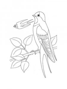 Swallow coloring page 14 - Free printable