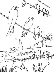 Swallow coloring page 3 - Free printable