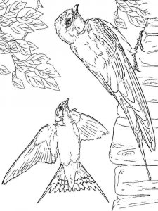 Swallow coloring page 4 - Free printable