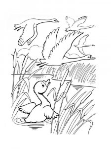 Swan coloring page 9 - Free printable