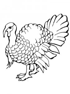 Turkey coloring page 48 - Free printable