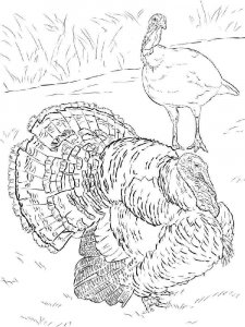 Turkey coloring page 38 - Free printable