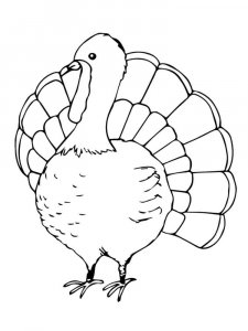 Turkey coloring page 14 - Free printable