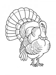 Turkey coloring page 17 - Free printable