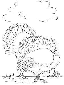Turkey coloring page 5 - Free printable