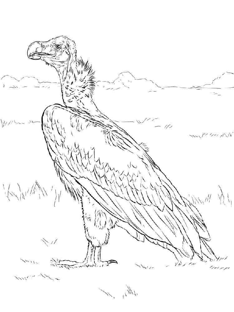 coloring vulture birds vultures printable recommended
