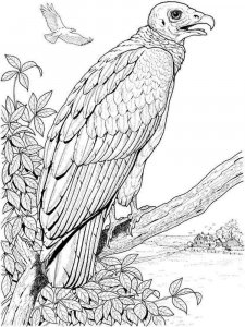 Vulture coloring page 24 - Free printable