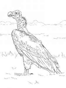 Vulture coloring page 18 - Free printable