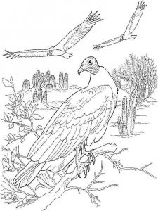 Vulture coloring page 21 - Free printable