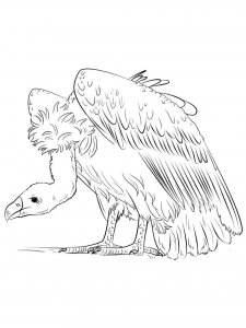 Vulture coloring page 14 - Free printable
