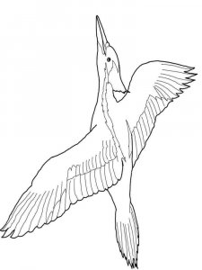 Woodpecker coloring page 11 - Free printable