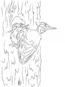 Woodpecker coloring page 12 - Free printable